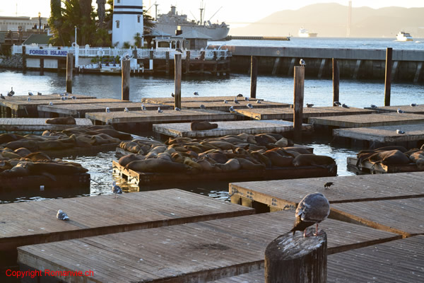 fishermans-wharf-san-francisco